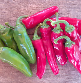 Piment Frigitello (padron)