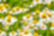 Camomille romaine | Jardin des Senteurs