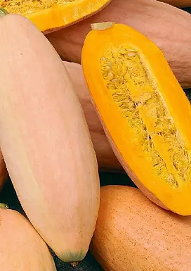 Courge Pink Jumbo Banana