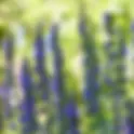 Hysope | Jardin des Senteurs