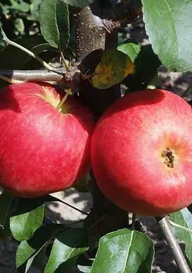 Pommier nain