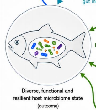 A New Standard for Aquaculture Probiotics: Persistence First, Not Repeat Dosing