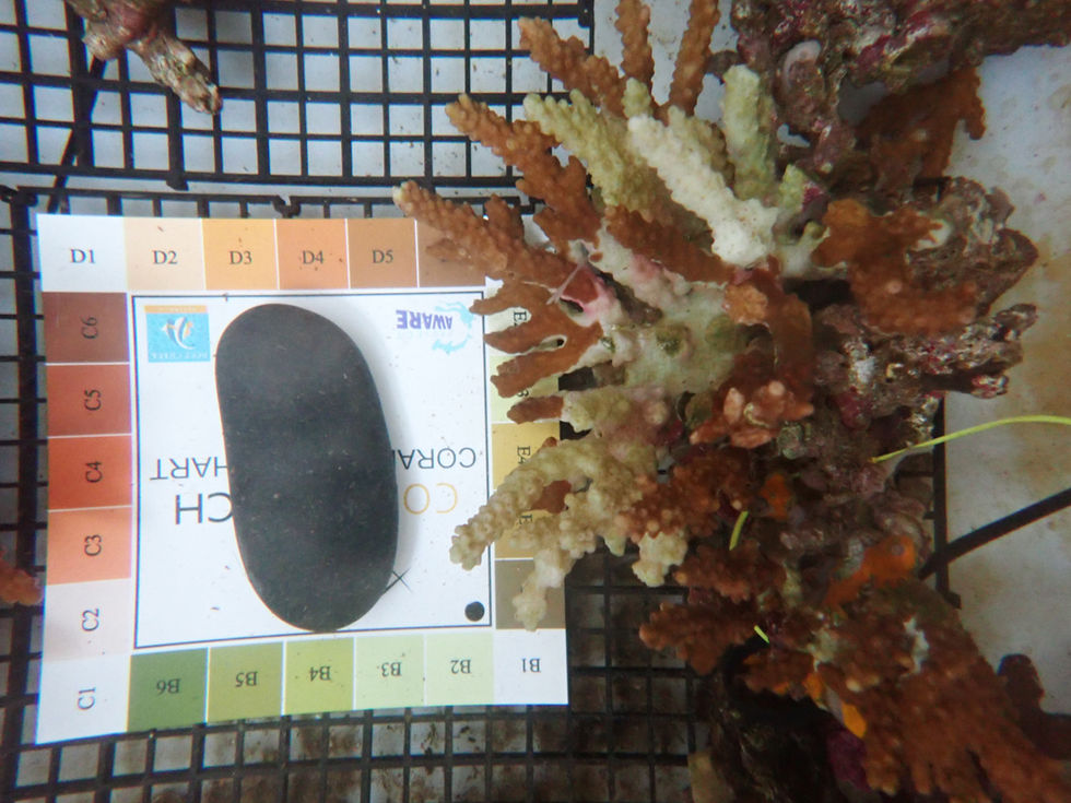 coral resilience1