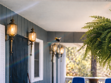 Post-it Notes, Check Engine Lights, and Carpenter Bees