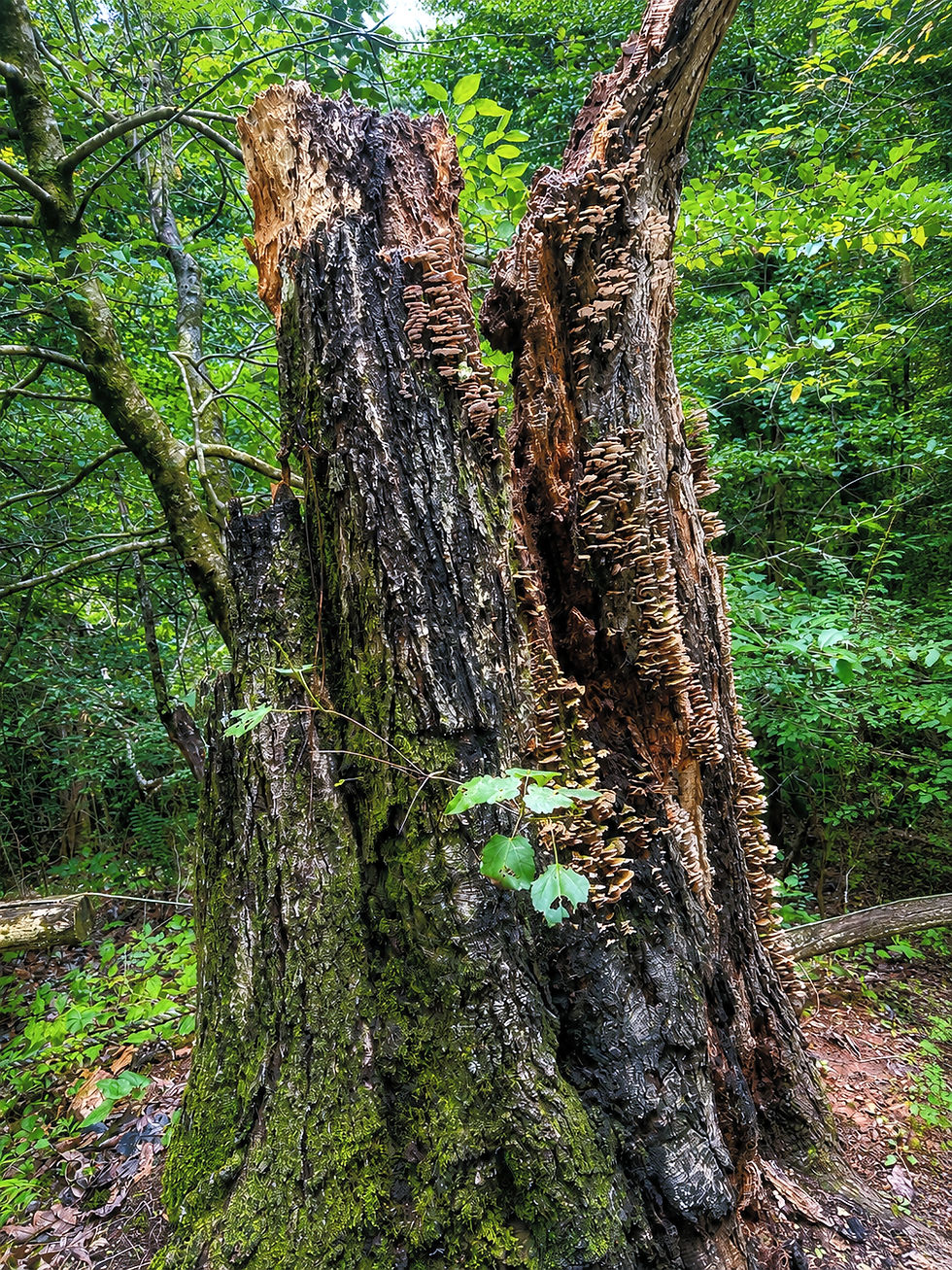 Large tree that fell overnight across a wooded hillside after a loud crack was heard the evening before.