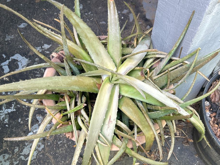 Overcrowded aloe plant growing in one pot