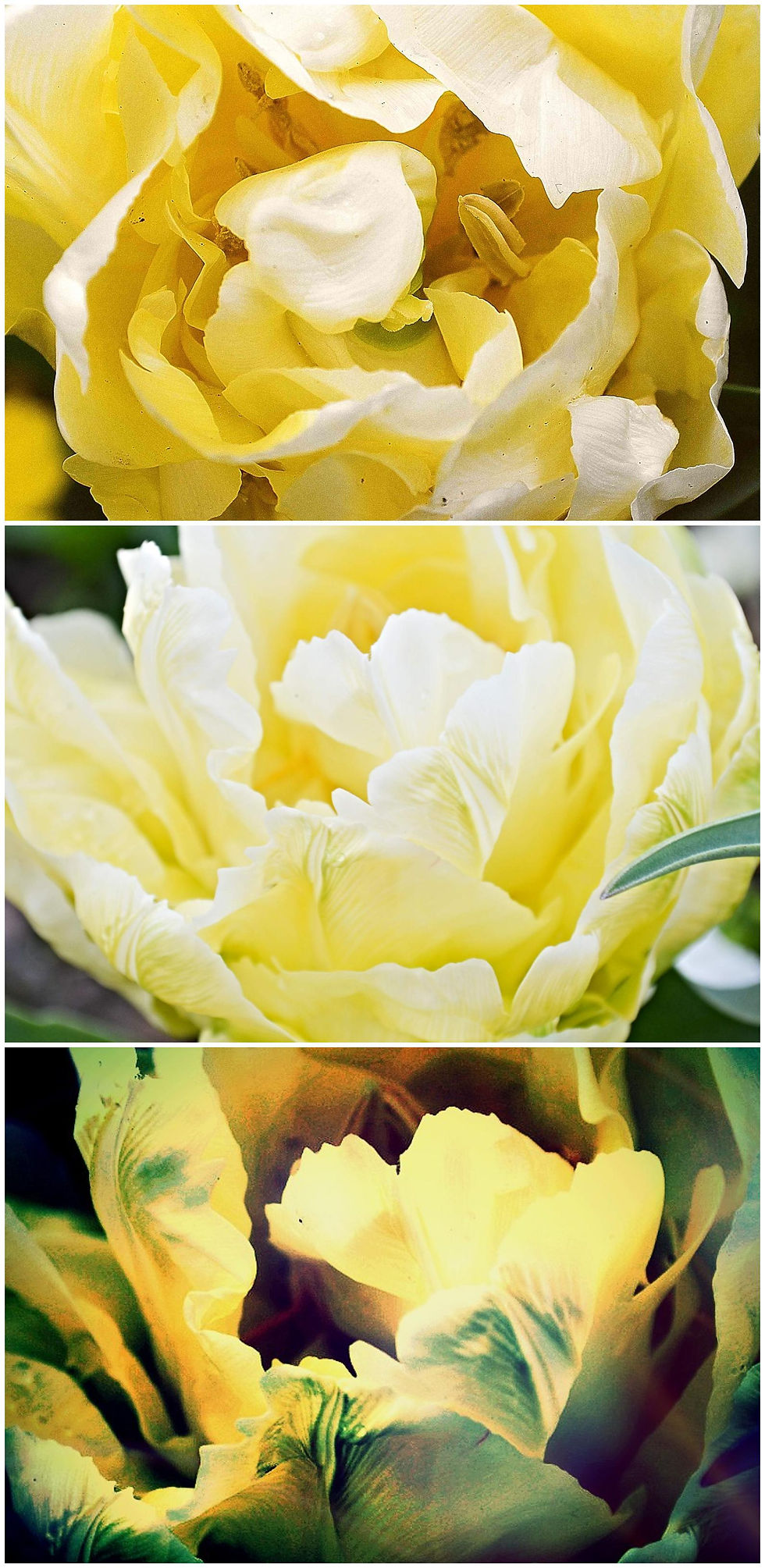 Pictures of yellow flowers