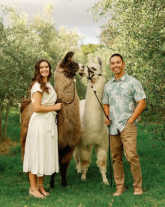 Llamas for Maui photo and engagement shoots