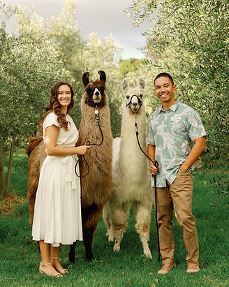 Maui engagement photos with llamas