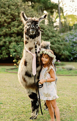 Book llamas for unique wedding photos on Maui