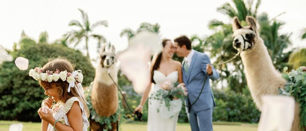 Book farm animals for Maui weddings