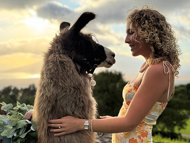 Photo shoots with llamas