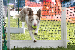 Zarah - Border Collie