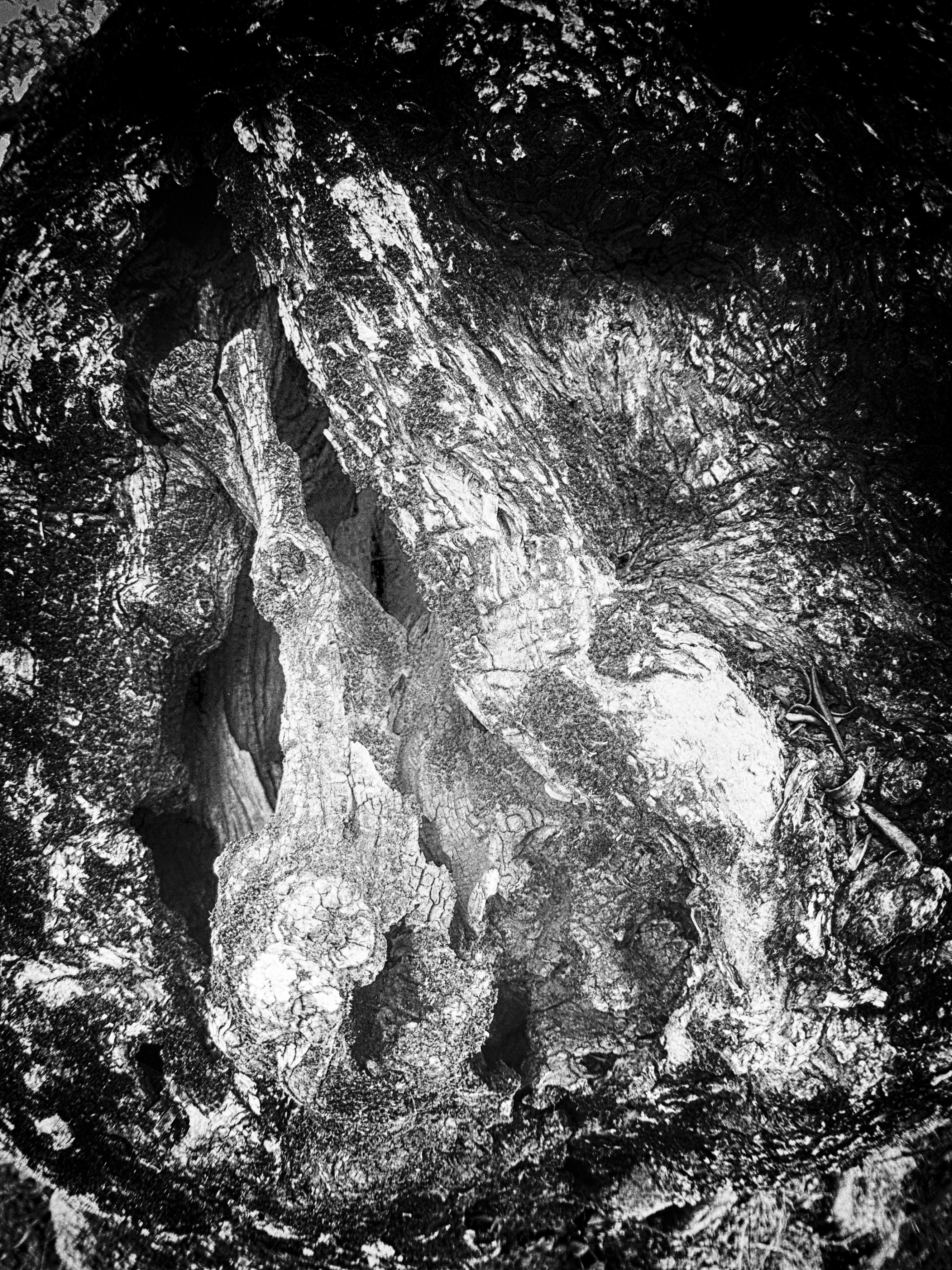 Dreaming Tree-II