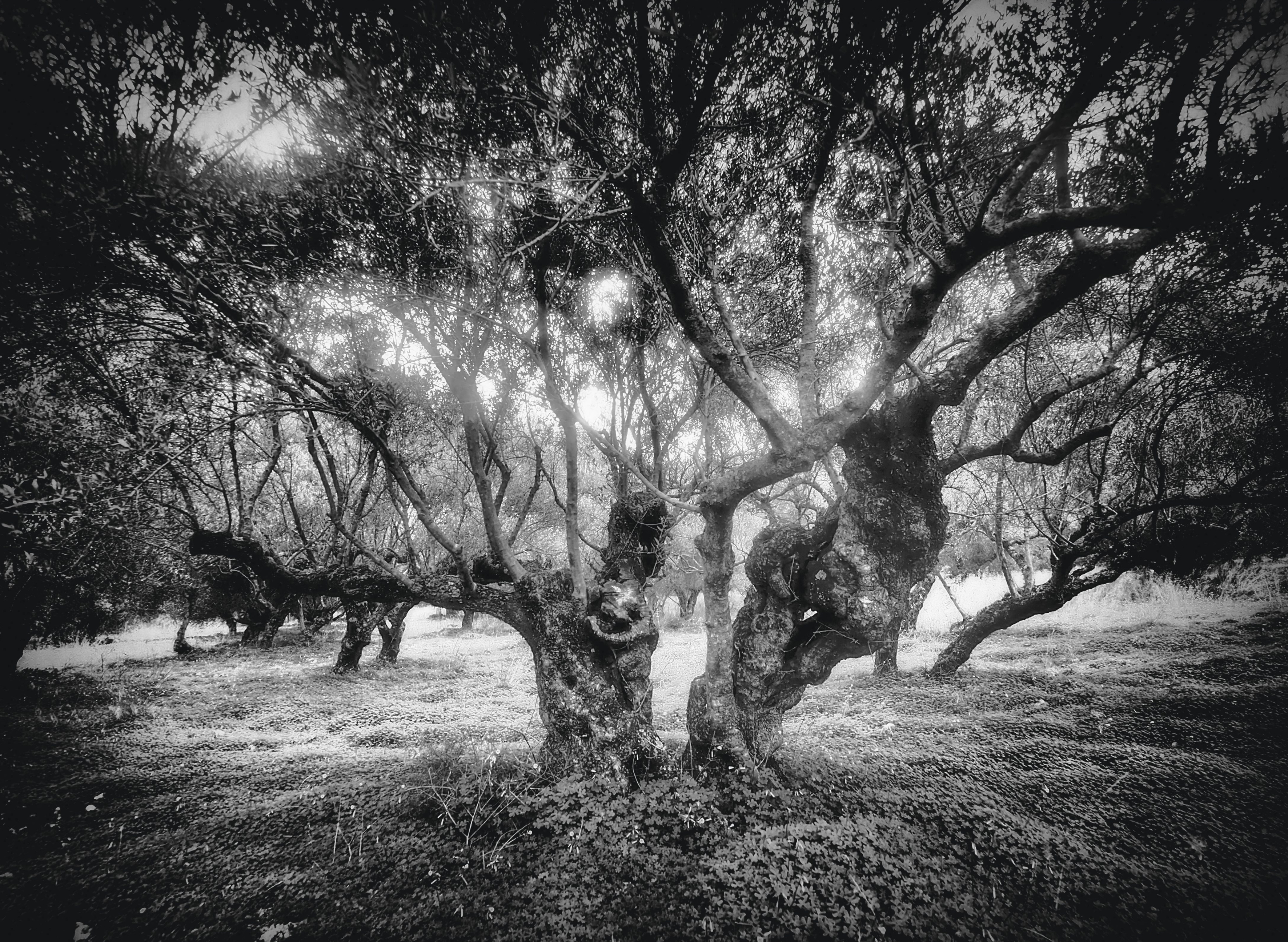 Seeing Light for the Trees