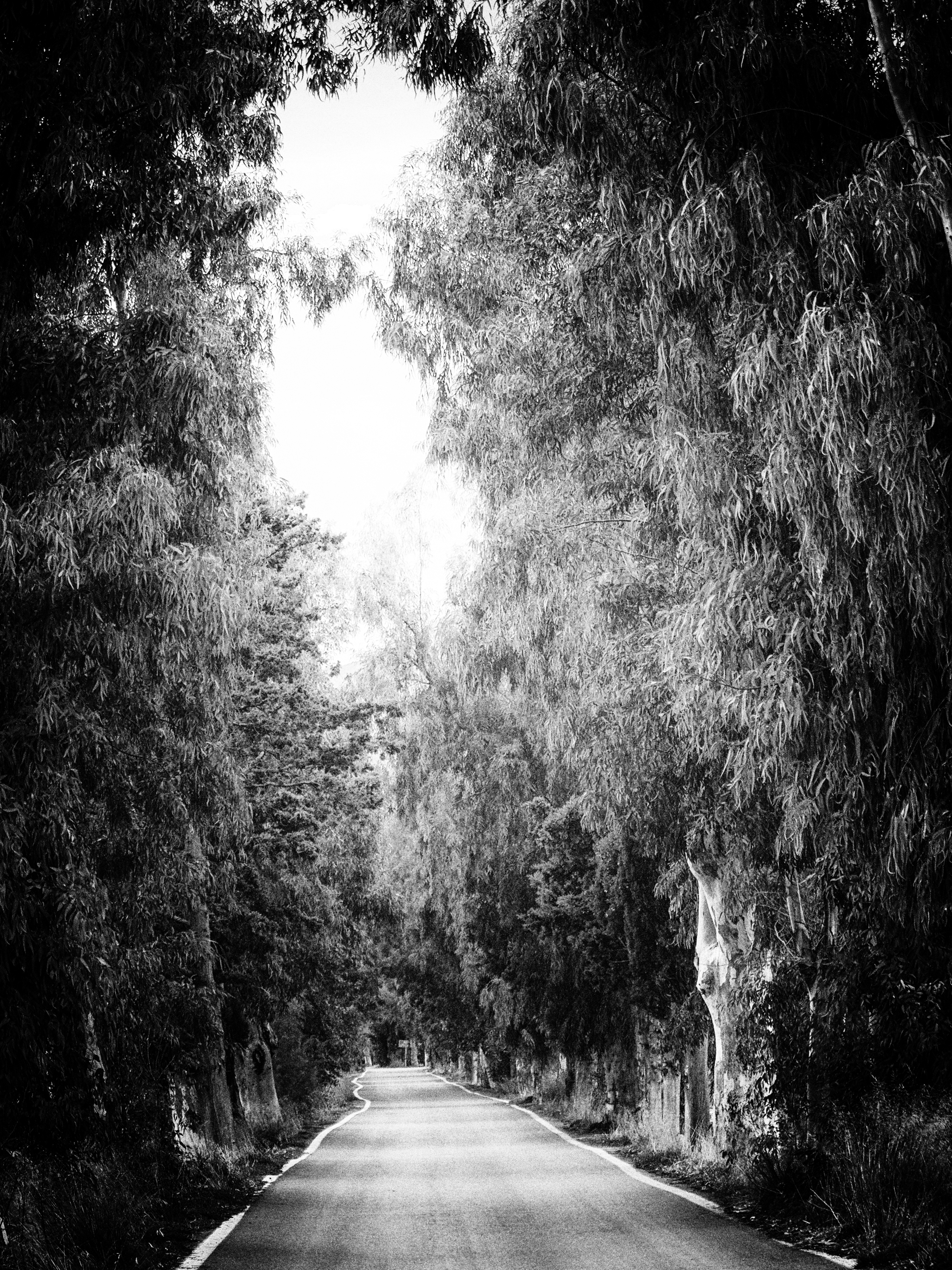 Tree Lined to Fourni