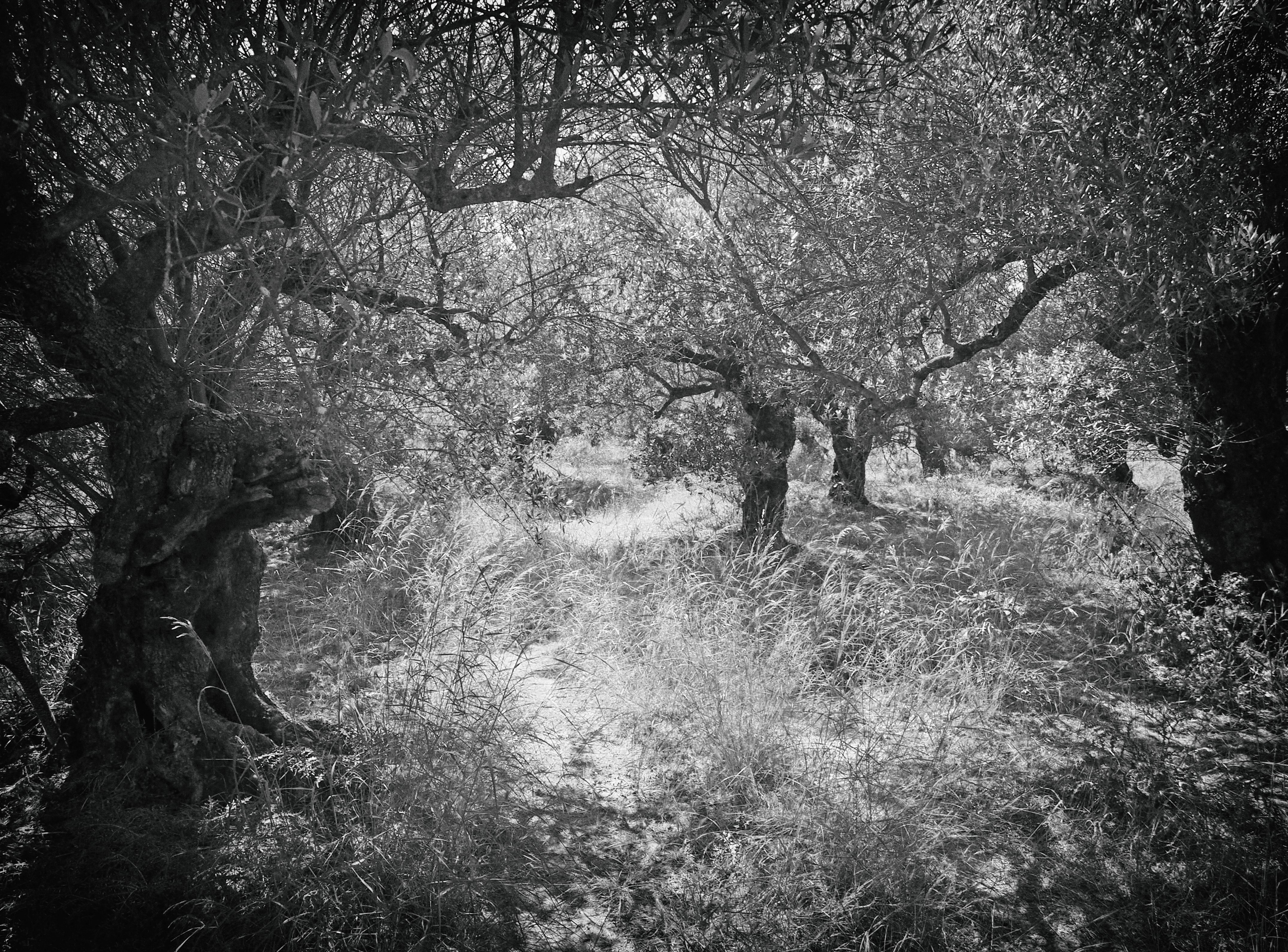 Forest of Life and Light