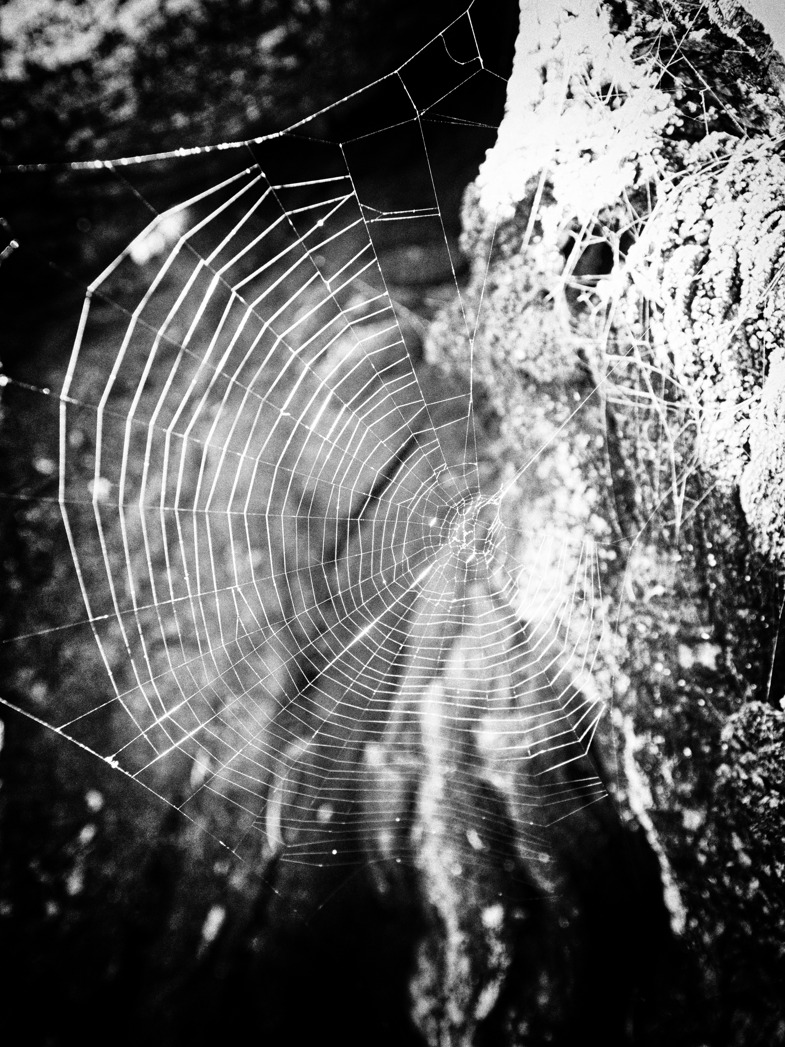 Tangled Web