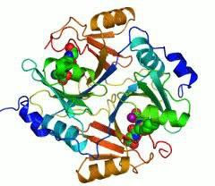 enzymes.jpg