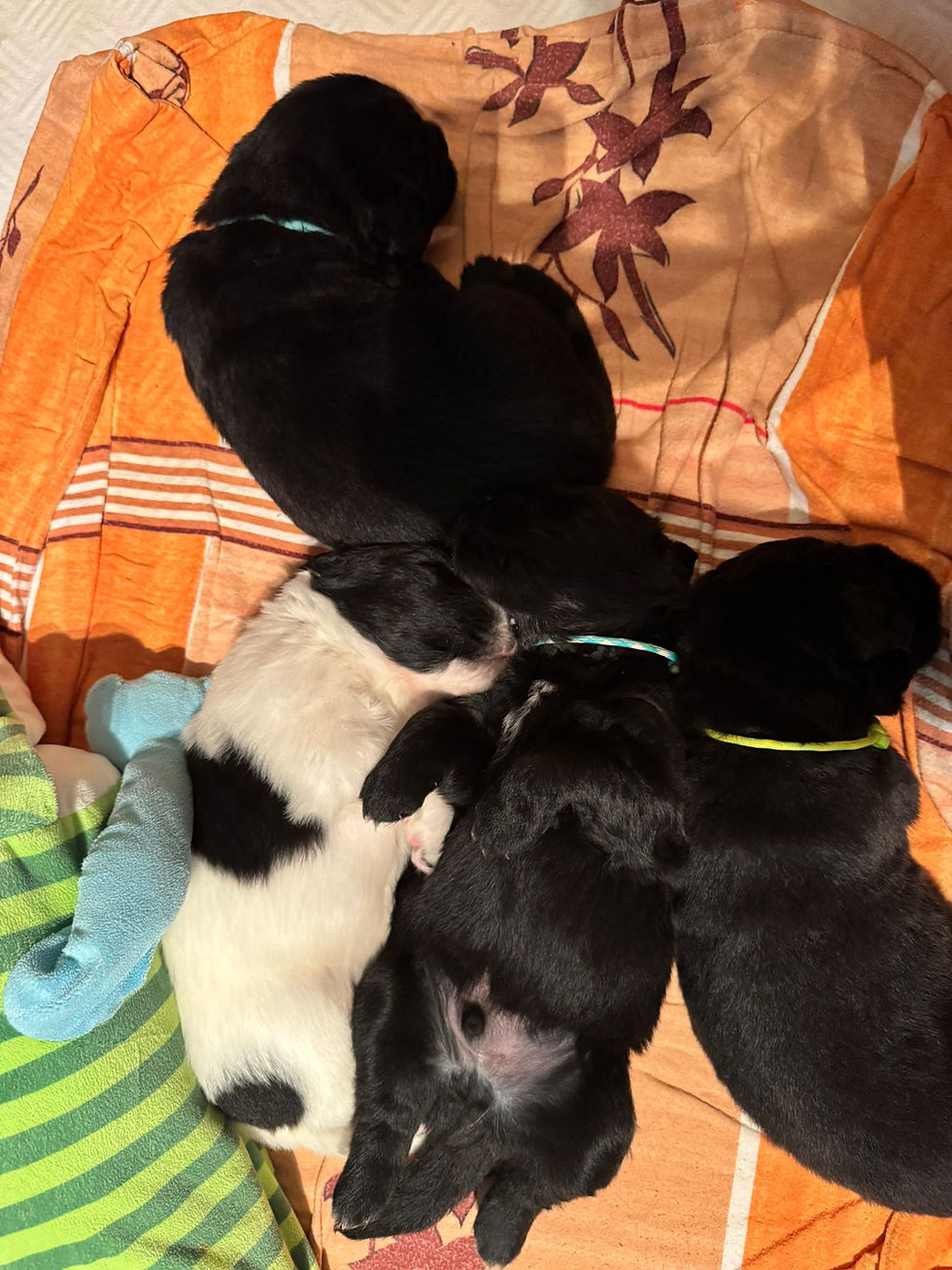 3 Wochen - Aus winzig wird wuselig 🐾