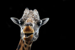 Giraffe'n Me Crazy