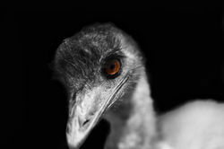 Eddie the Emu