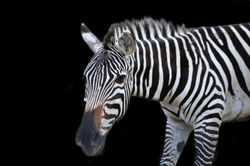 Ziggy the Zebra
