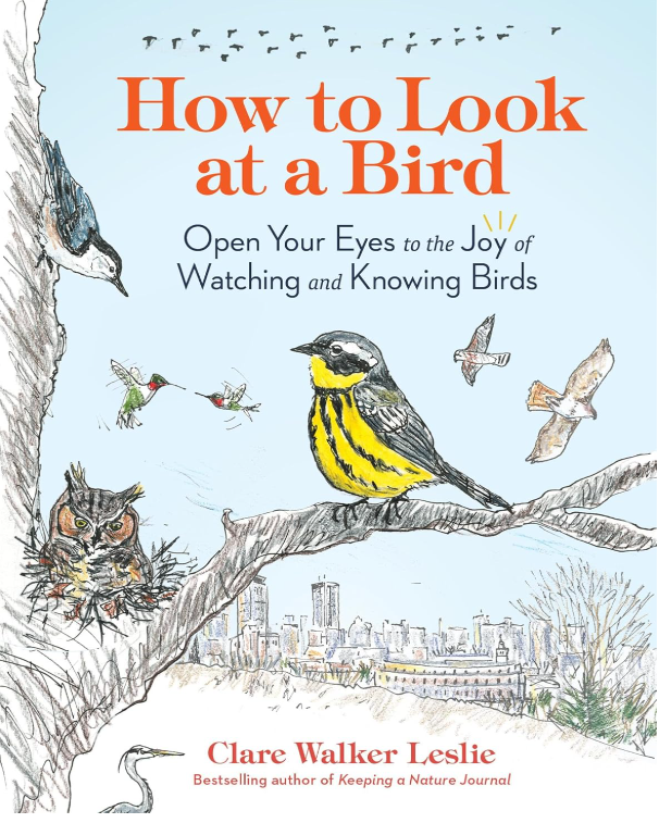 How to Look at a Bird - an introduction to the world of bird watching