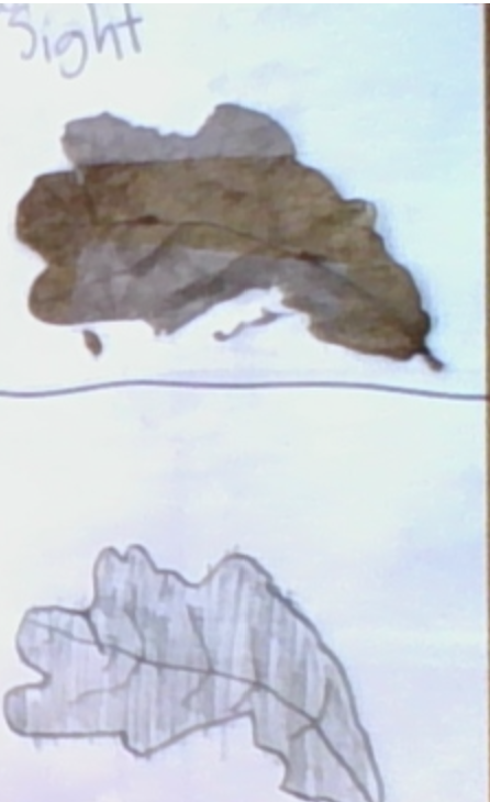 Student sketch of a leaf in their nature journal