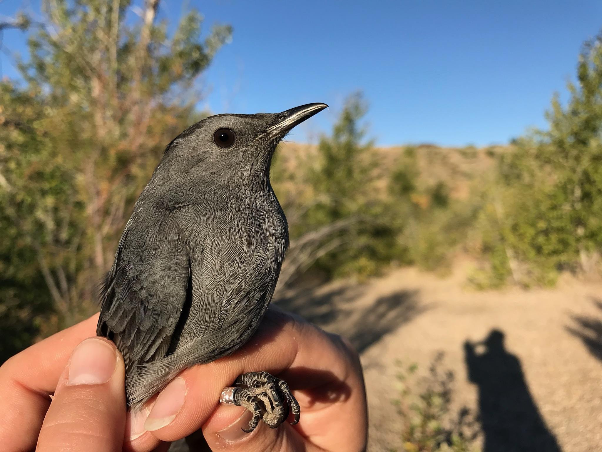 Birds and the Boise River with IBO | IdEEA