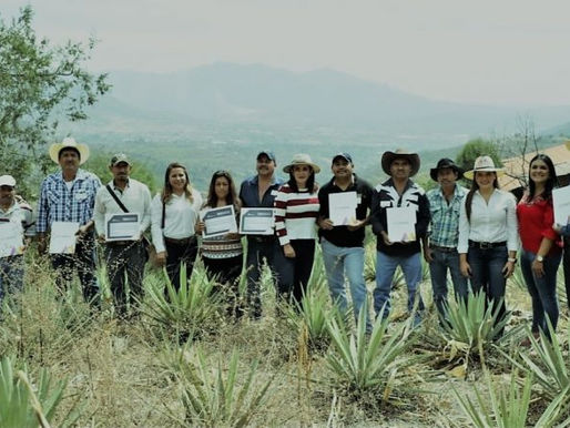 Proyectan aumentar 50% la plantación de maguey mezcalero en Edomex
