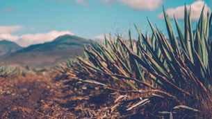 Puebla mantiene su posición de segundo productor de mezcal a nivel nacional