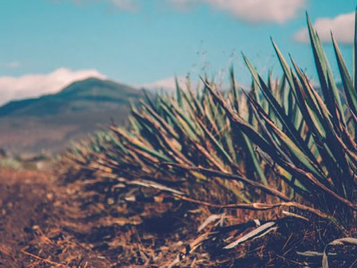 Puebla mantiene su posición de segundo productor de mezcal a nivel nacional