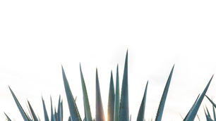 Mezcalario 10