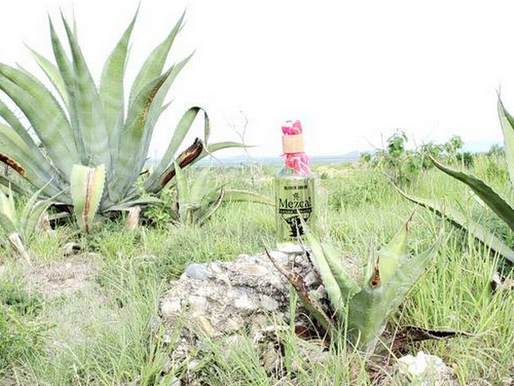 Tamaulipas mezcalero