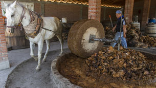 Mezcal: actividad económica con tendencia en 2020