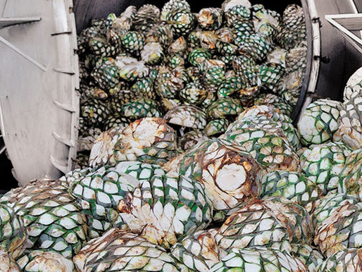 Anuncian megaplanta para mezcal en Puebla