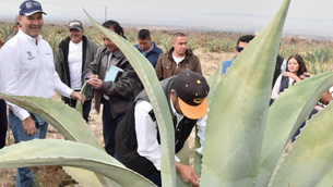 Desconocimiento de mezcal estatal en Aguascalientes