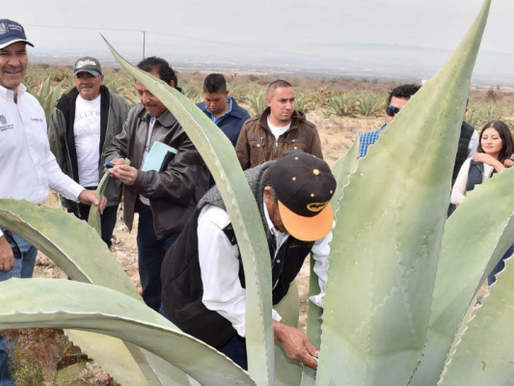 Desconocimiento de mezcal estatal en Aguascalientes