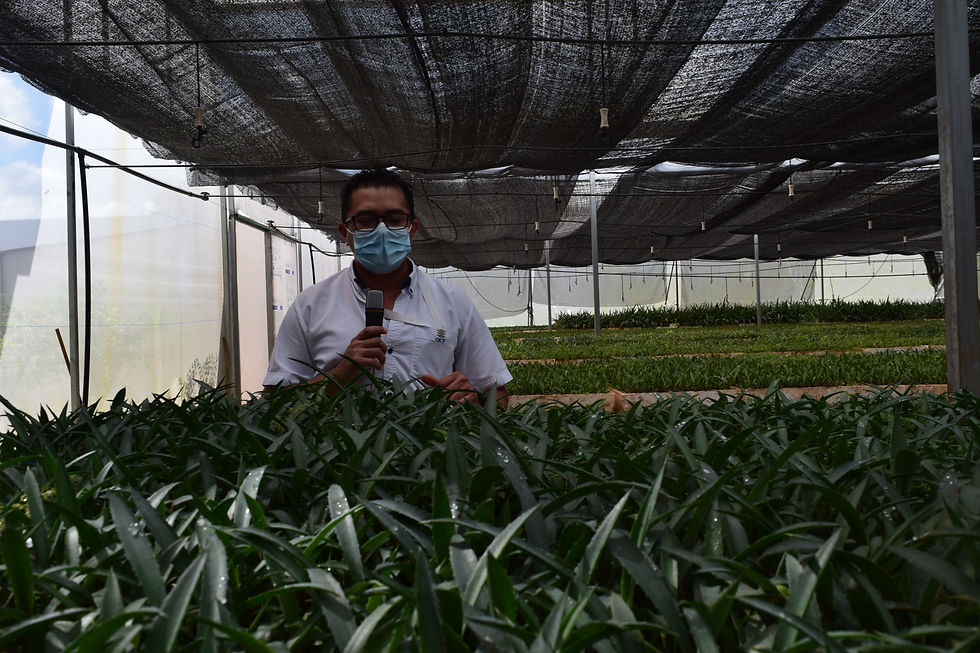 Lista la Biofábrica del CICY para producir 100 mil plantas in vitro