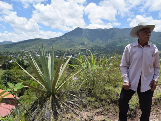 El problema del maestro mezcalero Don León