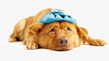 sick-dog.jpg