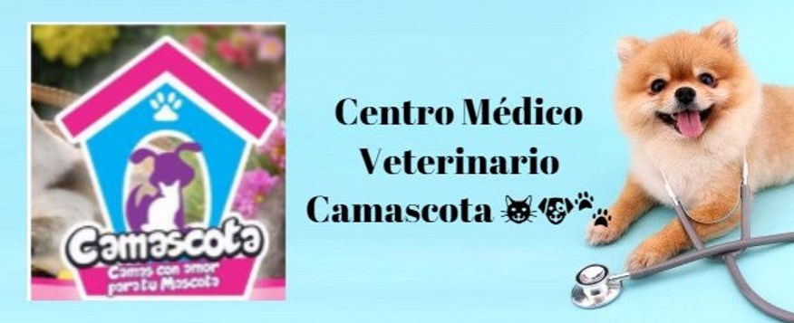 lindo-perrito-pomerania-estetoscopio-com