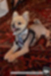 One of the Pup Models