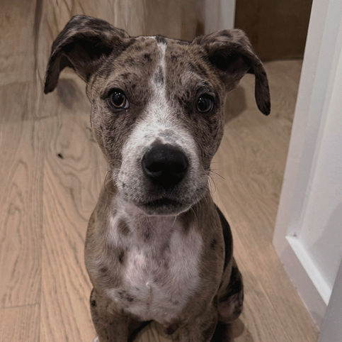 Brown and black spotted dog sitting on a clean wood floor inside a home.
