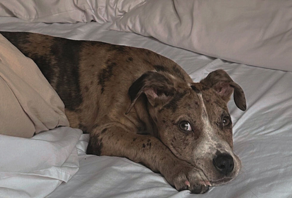 Dog lying on a neatly made bed, showing how pets often rest on household fabrics.