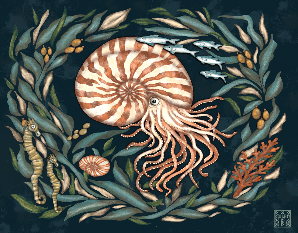 Hand-drawn nautilus marine life illustration from an illustrated calendar series