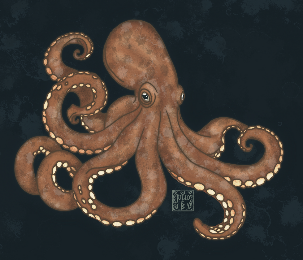 Hand-drawn octopus illustration inspired by marine life