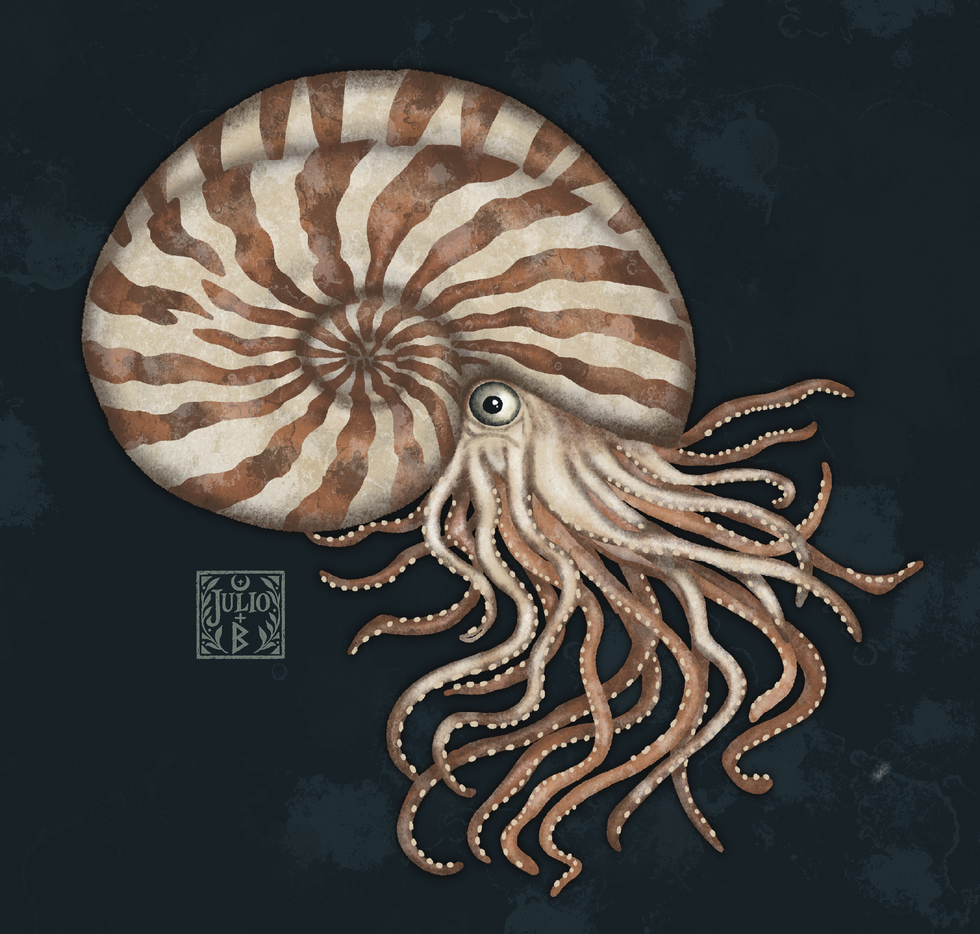 Hand-drawn nautilus illustration inspired by marine life