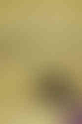 Cover Page of the book = The Alchemist